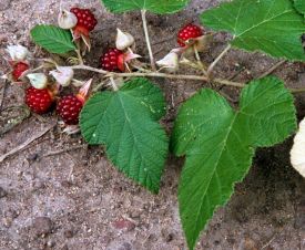 Native raspberries