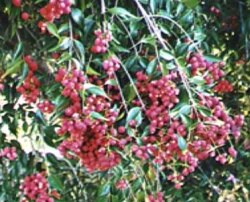 Riberry, Small leafed lillypilly