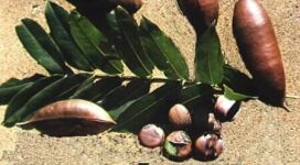 Moreton Bay Chestnut fruit