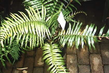 Bungwall fern (Blechnum indicum)