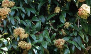 lemon myrtle