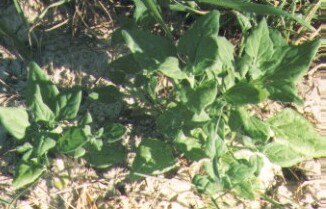 Warrigal Greens